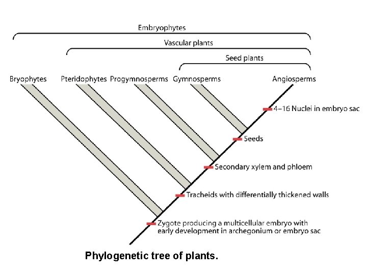 Phylogenetic tree of plants. 