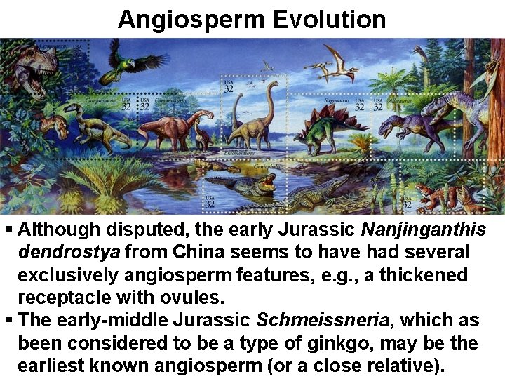 Angiosperm Evolution § Although disputed, the early Jurassic Nanjinganthis dendrostya from China seems to