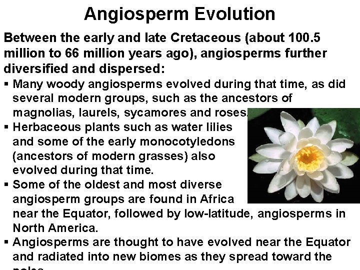 Angiosperm Evolution Between the early and late Cretaceous (about 100. 5 million to 66