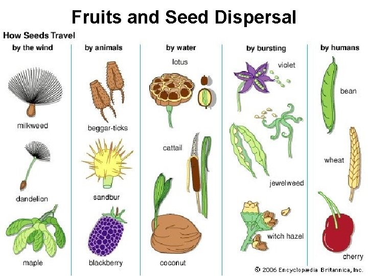 Fruits and Seed Dispersal 