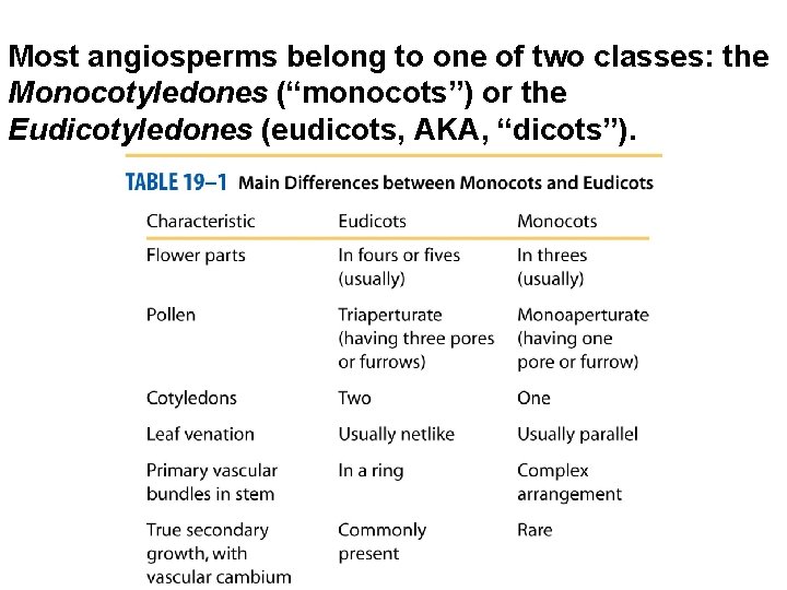 Most angiosperms belong to one of two classes: the Monocotyledones (“monocots”) or the Eudicotyledones