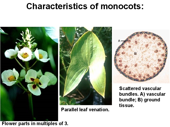 Characteristics of monocots: Parallel leaf venation. Flower parts in multiples of 3. Scattered vascular