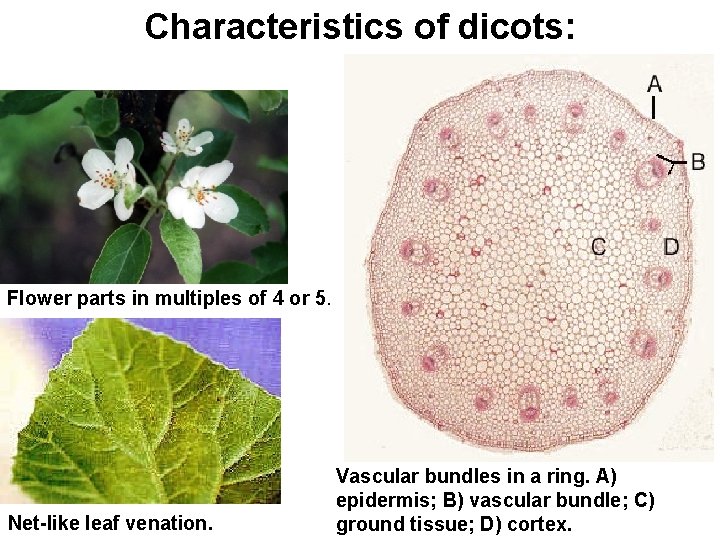 Characteristics of dicots: Flower parts in multiples of 4 or 5. Net-like leaf venation.