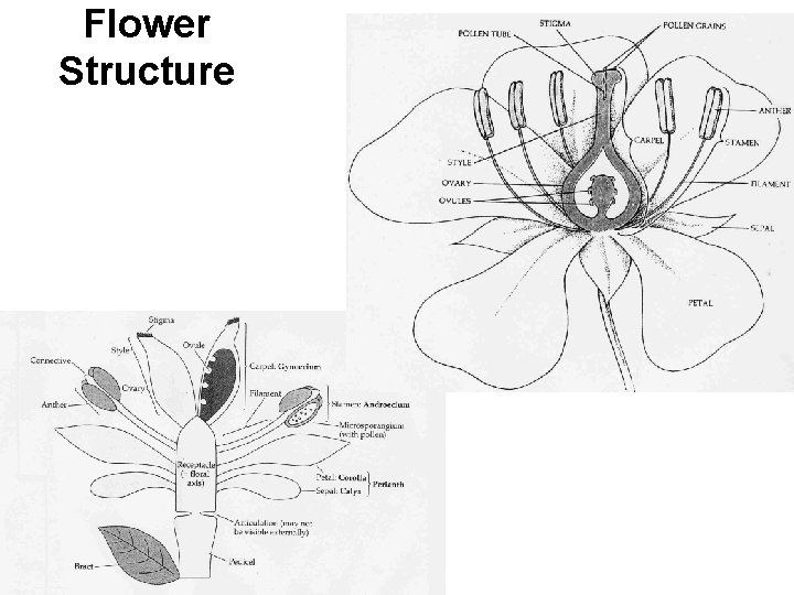 Flower Structure 