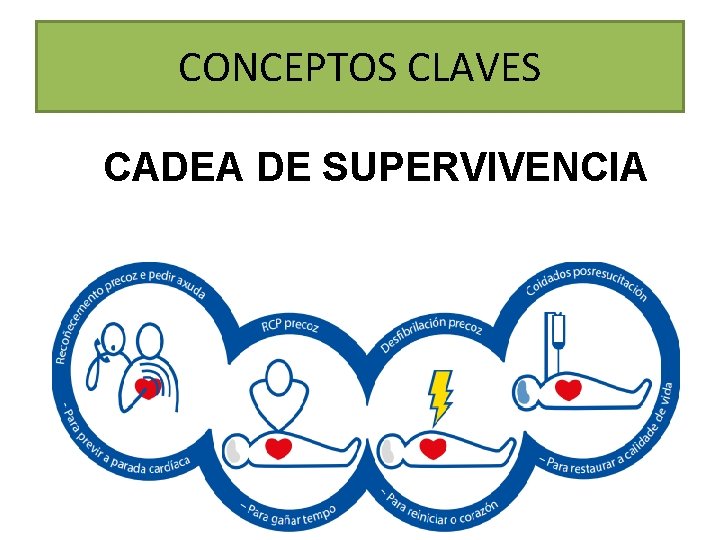 CONCEPTOS CLAVES CADEA DE SUPERVIVENCIA 