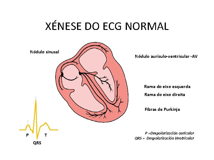 XÉNESE DO ECG NORMAL Nódulo sinusal Nódulo aurículo-ventricular -AV Rama do eixo esquerda Rama