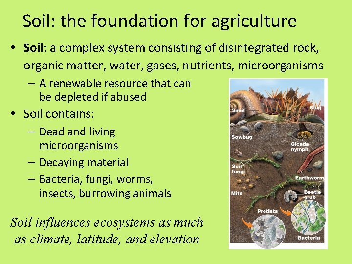 Soil: the foundation for agriculture • Soil: a complex system consisting of disintegrated rock,