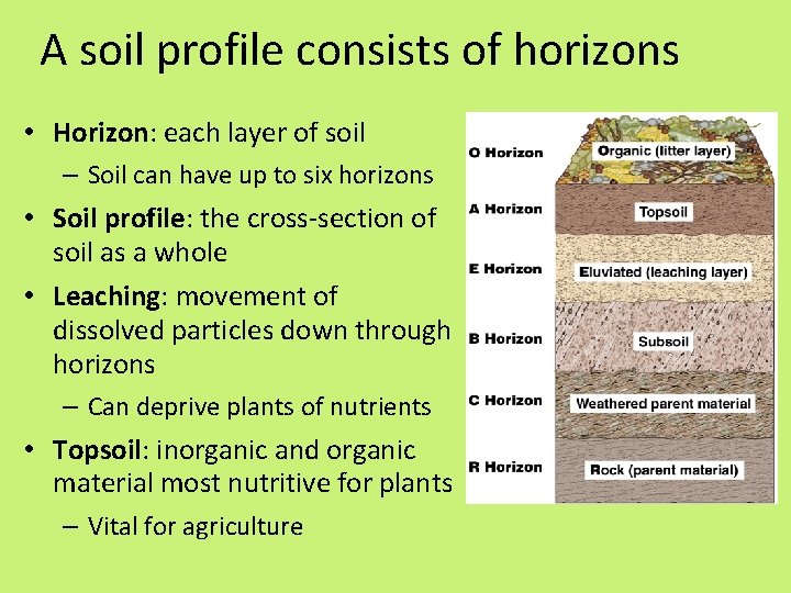 A soil profile consists of horizons • Horizon: each layer of soil – Soil
