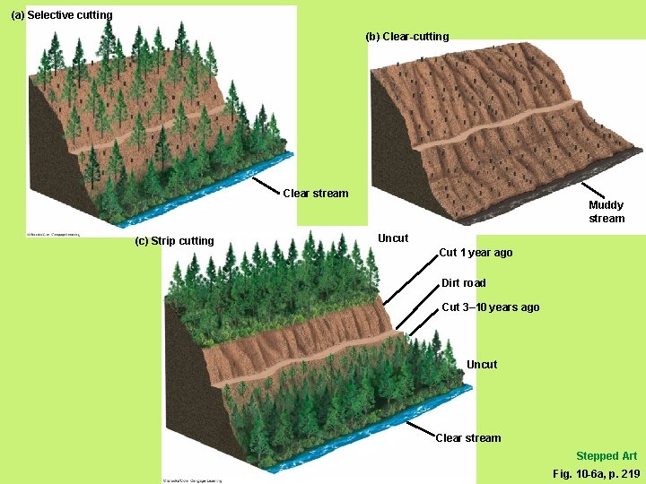 (a) Selective cutting (b) Clear-cutting Clear stream (c) Strip cutting Muddy stream Uncut Cut