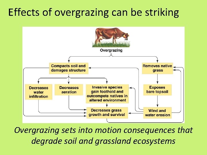 Effects of overgrazing can be striking Overgrazing sets into motion consequences that degrade soil