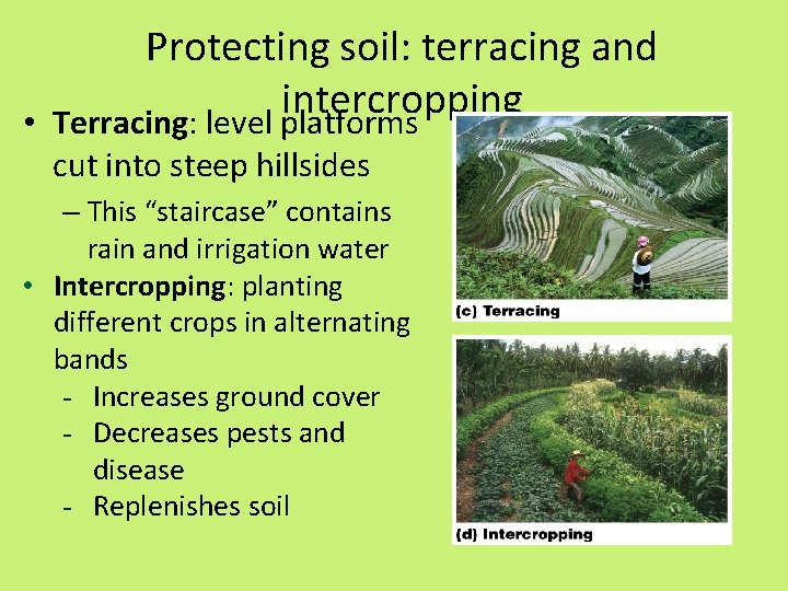 Protecting soil: terracing and intercropping • Terracing: level platforms cut into steep hillsides –