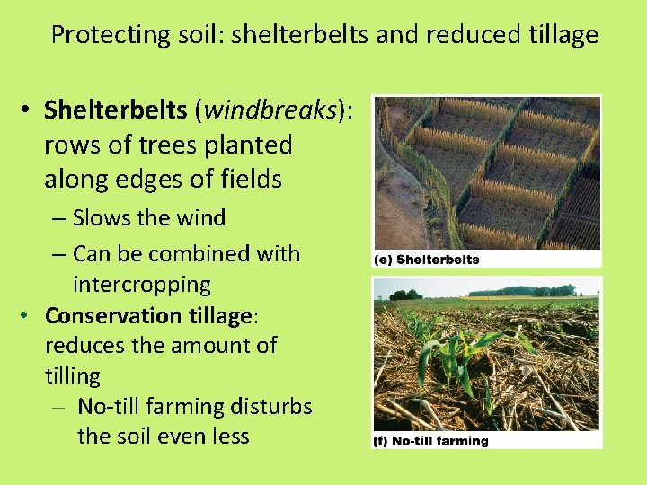 Protecting soil: shelterbelts and reduced tillage • Shelterbelts (windbreaks): rows of trees planted along