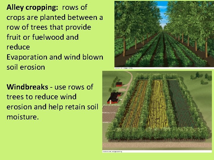 Alley cropping: rows of crops are planted between a row of trees that provide