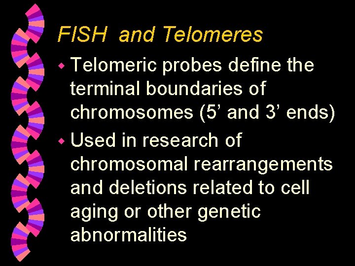 FISH and Telomeres w Telomeric probes define the terminal boundaries of chromosomes (5’ and