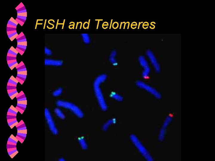 FISH and Telomeres 