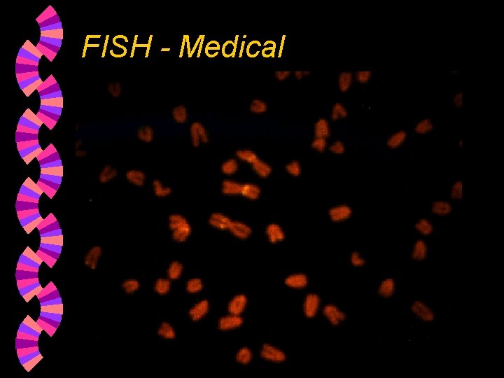 FISH - Medical 