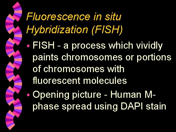 Fluorescence in situ Hybridization (FISH) w FISH - a process which vividly paints chromosomes