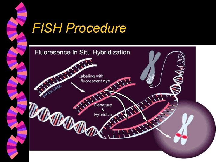 FISH Procedure 