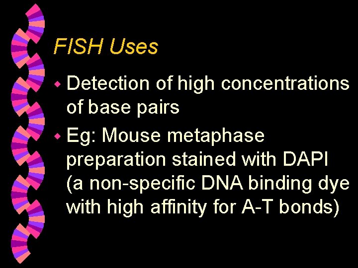 FISH Uses w Detection of high concentrations of base pairs w Eg: Mouse metaphase