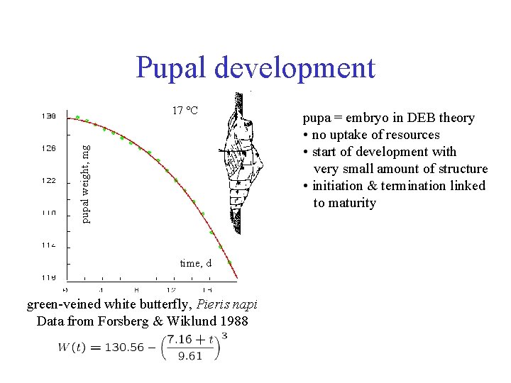 Pupal development pupal weight, mg 17 °C time, d green-veined white butterfly, Pieris napi