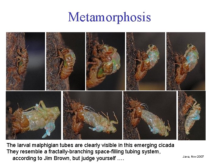 Metamorphosis The larval malphigian tubes are clearly visible in this emerging cicada They resemble
