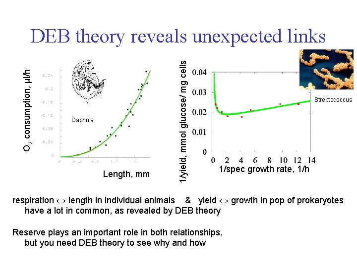 Daphnia Length, mm 1/yield, mmol glucose/ mg cells O 2 consumption, μl/h DEB theory