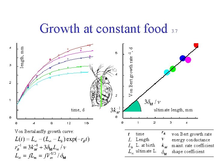 3. 7 Von Bert growth rate -1, d length, mm Growth at constant food