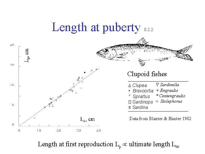 Length at puberty 8. 2. 2 Clupoid fishes Clupea • Brevoortia ° Sprattus �