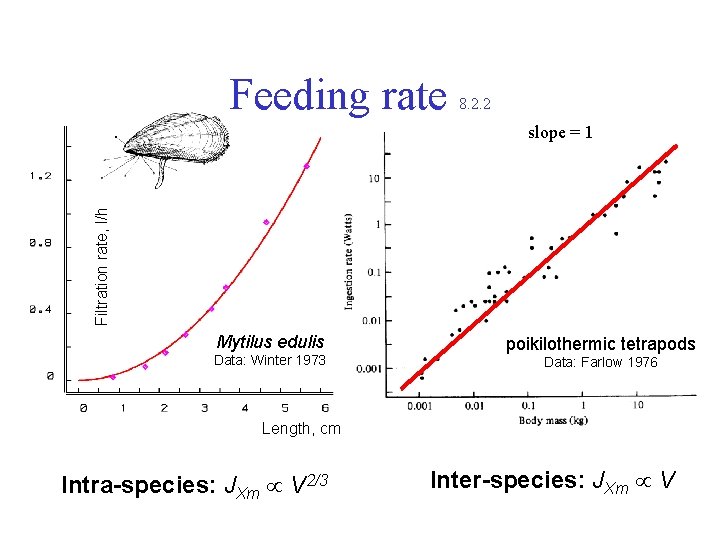 Feeding rate 8. 2. 2 Filtration rate, l/h slope = 1 Mytilus edulis Data: