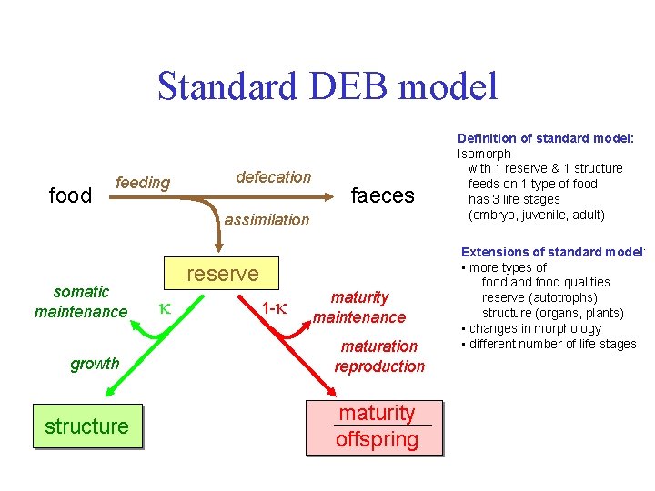 Standard DEB model food feeding defecation faeces assimilation somatic maintenance growth structure reserve 1