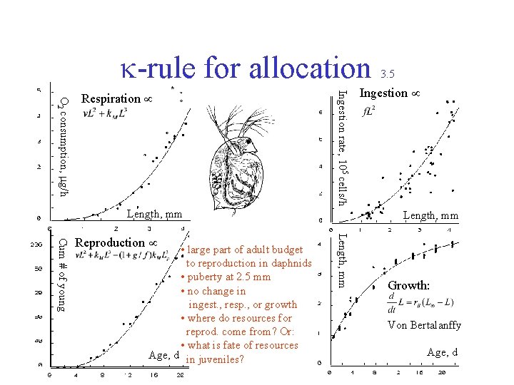  -rule for allocation Ingestion rate, 105 cells/h O 2 consumption, g/h Respiration Length,