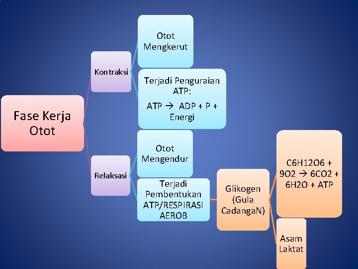 Otot Mengkerut Kontraksi Fase Kerja Otot Terjadi Penguraian ATP: ATP ADP + Energi Otot