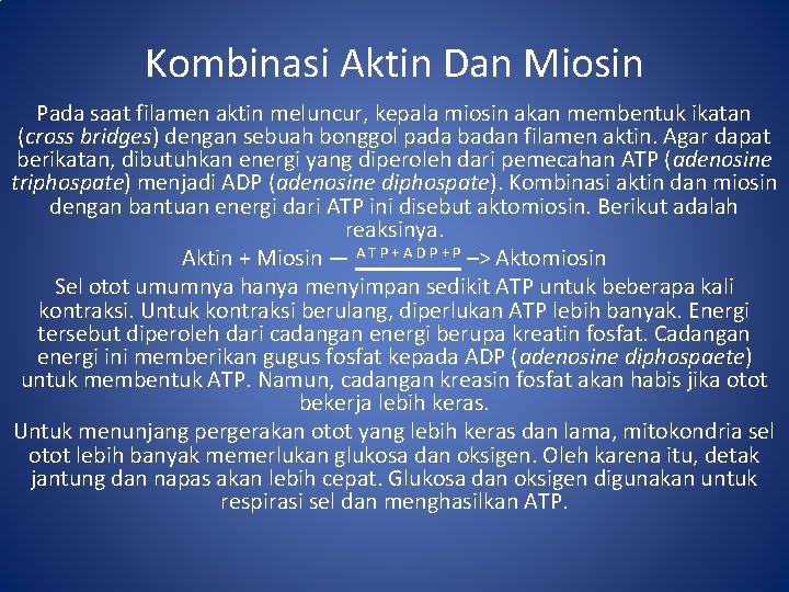 Kombinasi Aktin Dan Miosin Pada saat filamen aktin meluncur, kepala miosin akan membentuk ikatan