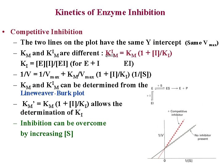Kinetics of Enzyme Inhibition • Competitive Inhibition – The two lines on the plot