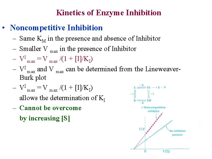 Kinetics of Enzyme Inhibition • Noncompetitive Inhibition – – Same KM in the presence