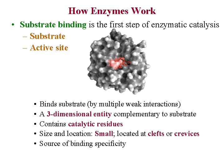 How Enzymes Work • Substrate binding is the first step of enzymatic catalysis –