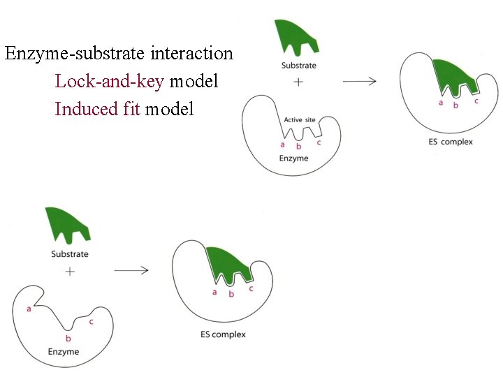 Enzyme-substrate interaction: Lock-and-key model Induced fit model 