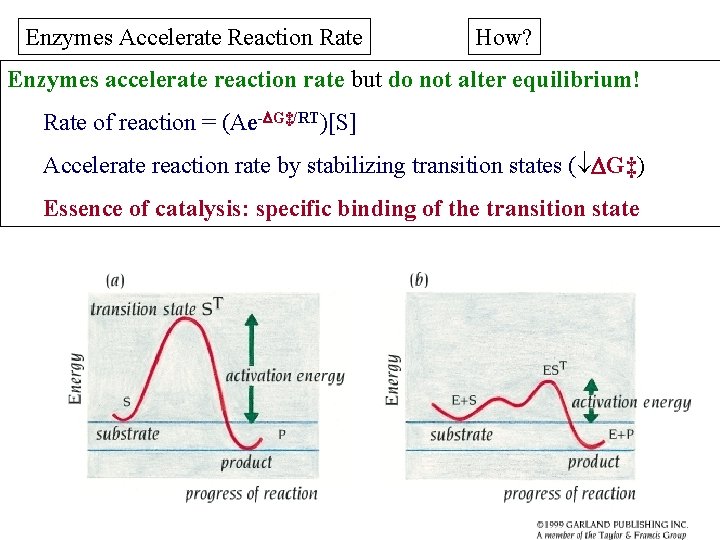 Enzymes Accelerate Reaction Rate How? Enzymes accelerate reaction rate but do not alter equilibrium!