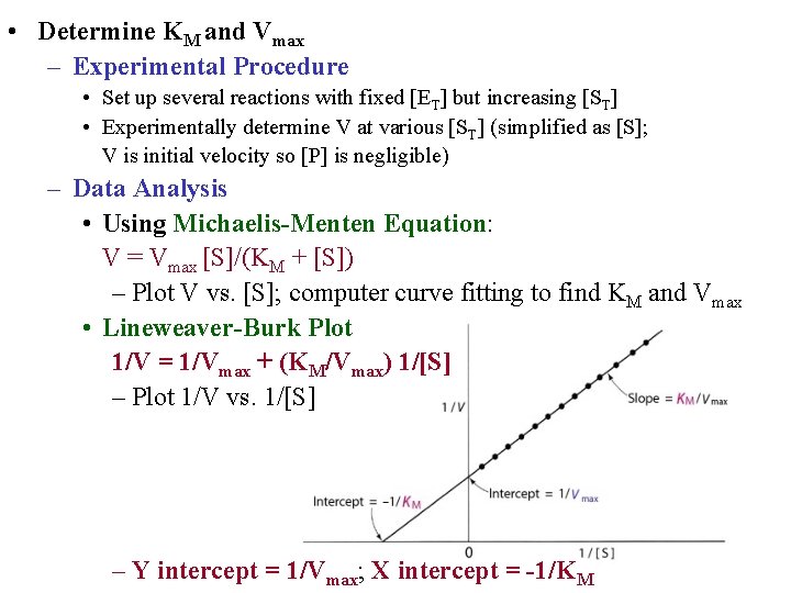  • Determine KM and Vmax – Experimental Procedure • Set up several reactions