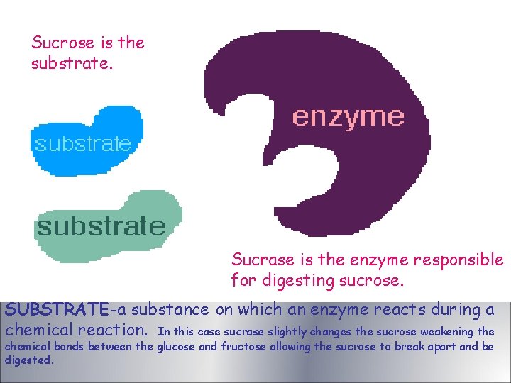 Sucrose is the substrate. Sucrase is the enzyme responsible for digesting sucrose. SUBSTRATE-a substance Sucrose is the substrate. Sucrase is the enzyme responsible for digesting sucrose. SUBSTRATE-a substance