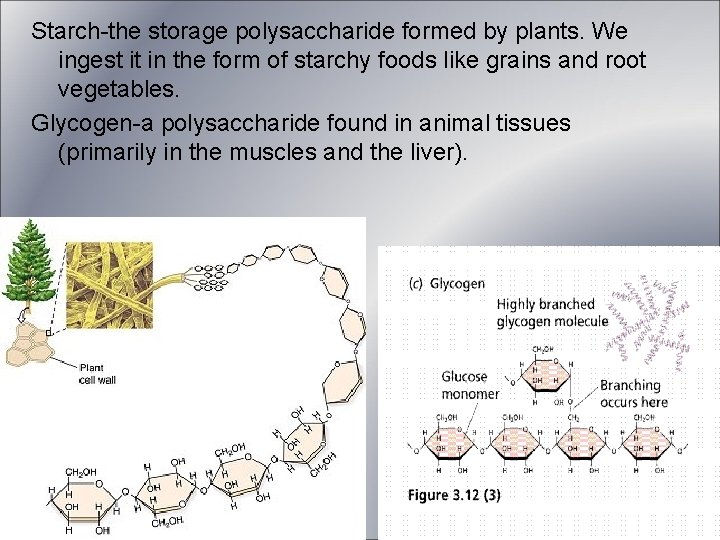 Starch-the storage polysaccharide formed by plants. We ingest it in the form of starchy Starch-the storage polysaccharide formed by plants. We ingest it in the form of starchy