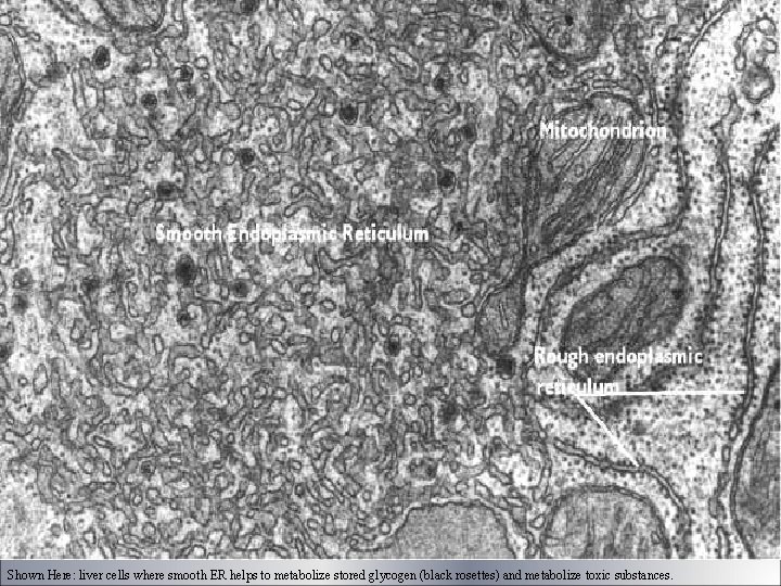 Endoplasmic Reticulum Shown Here: liver cells where smooth ER helps to metabolize stored glycogen Endoplasmic Reticulum Shown Here: liver cells where smooth ER helps to metabolize stored glycogen