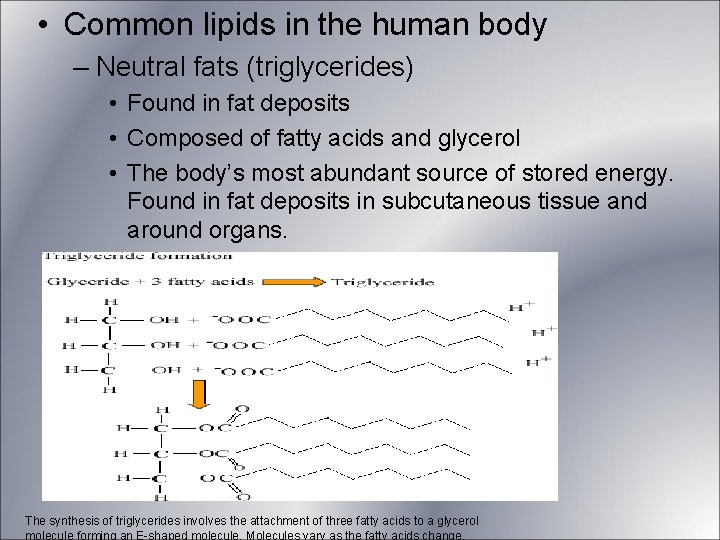 • Common lipids in the human body – Neutral fats (triglycerides) • Found • Common lipids in the human body – Neutral fats (triglycerides) • Found