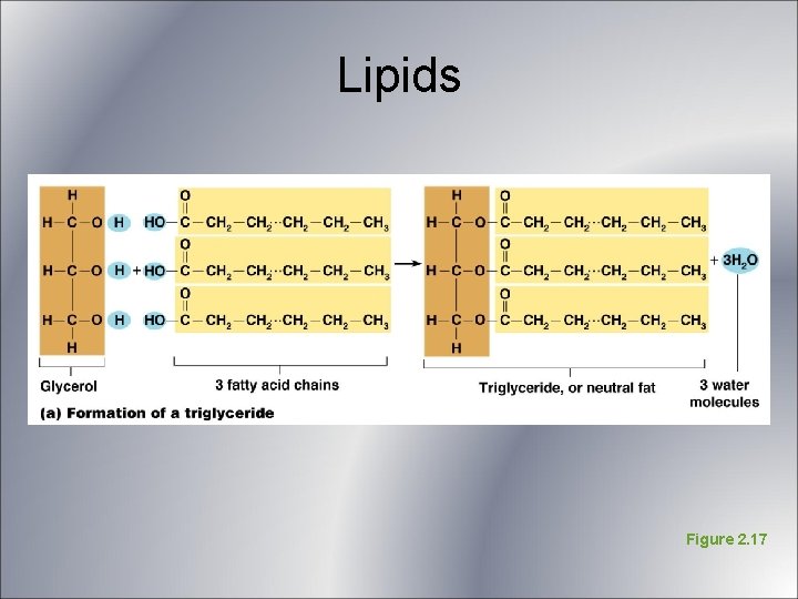 Lipids Figure 2. 17 Lipids Figure 2. 17