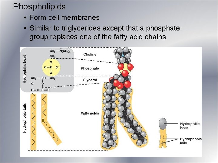 Phospholipids • Form cell membranes • Similar to triglycerides except that a phosphate group Phospholipids • Form cell membranes • Similar to triglycerides except that a phosphate group