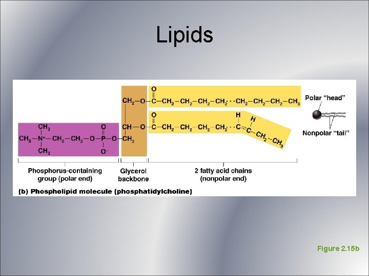 Lipids Figure 2. 15 b Lipids Figure 2. 15 b