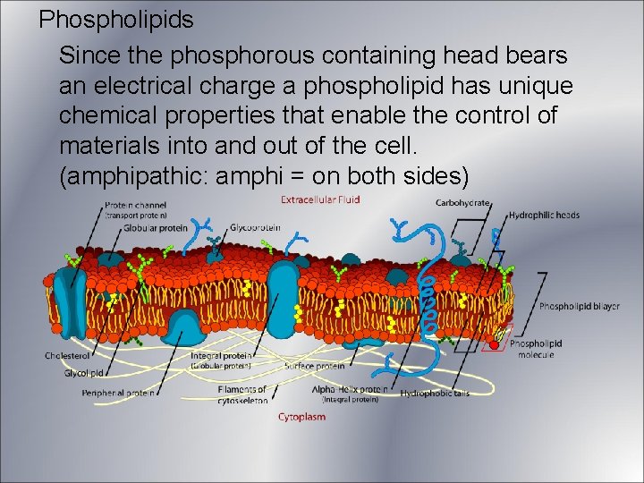 Phospholipids Since the phosphorous containing head bears an electrical charge a phospholipid has unique Phospholipids Since the phosphorous containing head bears an electrical charge a phospholipid has unique