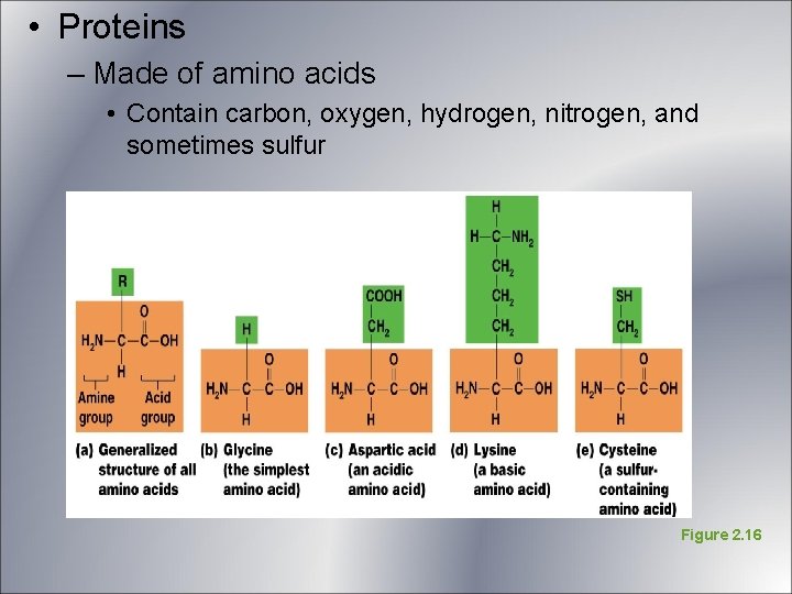 • Proteins – Made of amino acids • Contain carbon, oxygen, hydrogen, nitrogen, • Proteins – Made of amino acids • Contain carbon, oxygen, hydrogen, nitrogen,