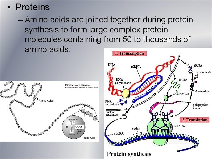 • Proteins – Amino acids are joined together during protein synthesis to form • Proteins – Amino acids are joined together during protein synthesis to form