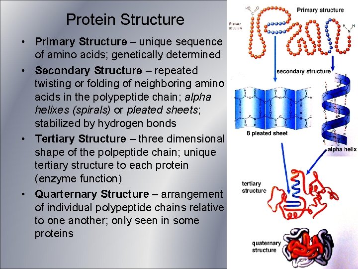 Protein Structure • Primary Structure – unique sequence of amino acids; genetically determined • Protein Structure • Primary Structure – unique sequence of amino acids; genetically determined •